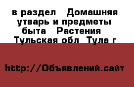  в раздел : Домашняя утварь и предметы быта » Растения . Тульская обл.,Тула г.
